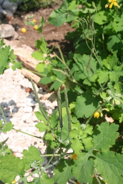 Greater celandine seed pods